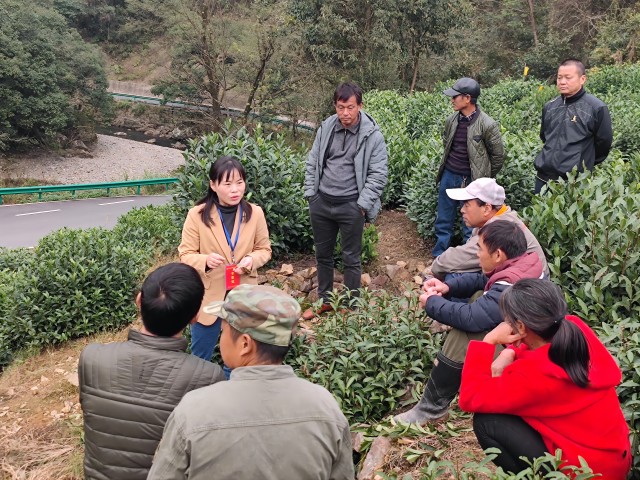 张家侠（中）为茶农们提供技术指导(1).jpg