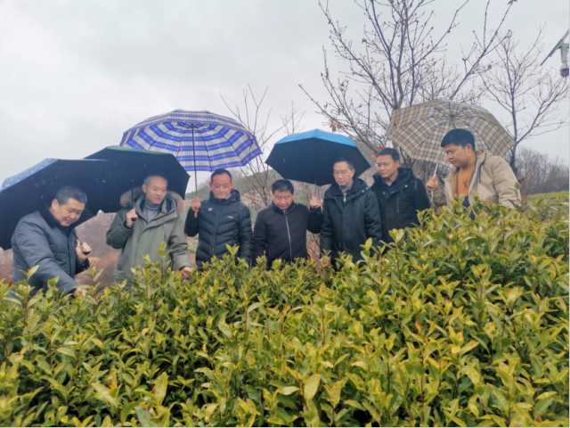 科技助农——国家茶产业技术体系专家赴安庆市开展春季技术服务3.png