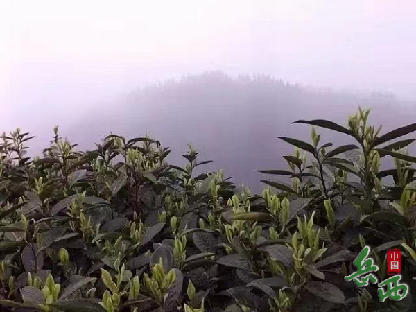 岳西县和平乡：“有机”新名片 创优茶品牌2.png